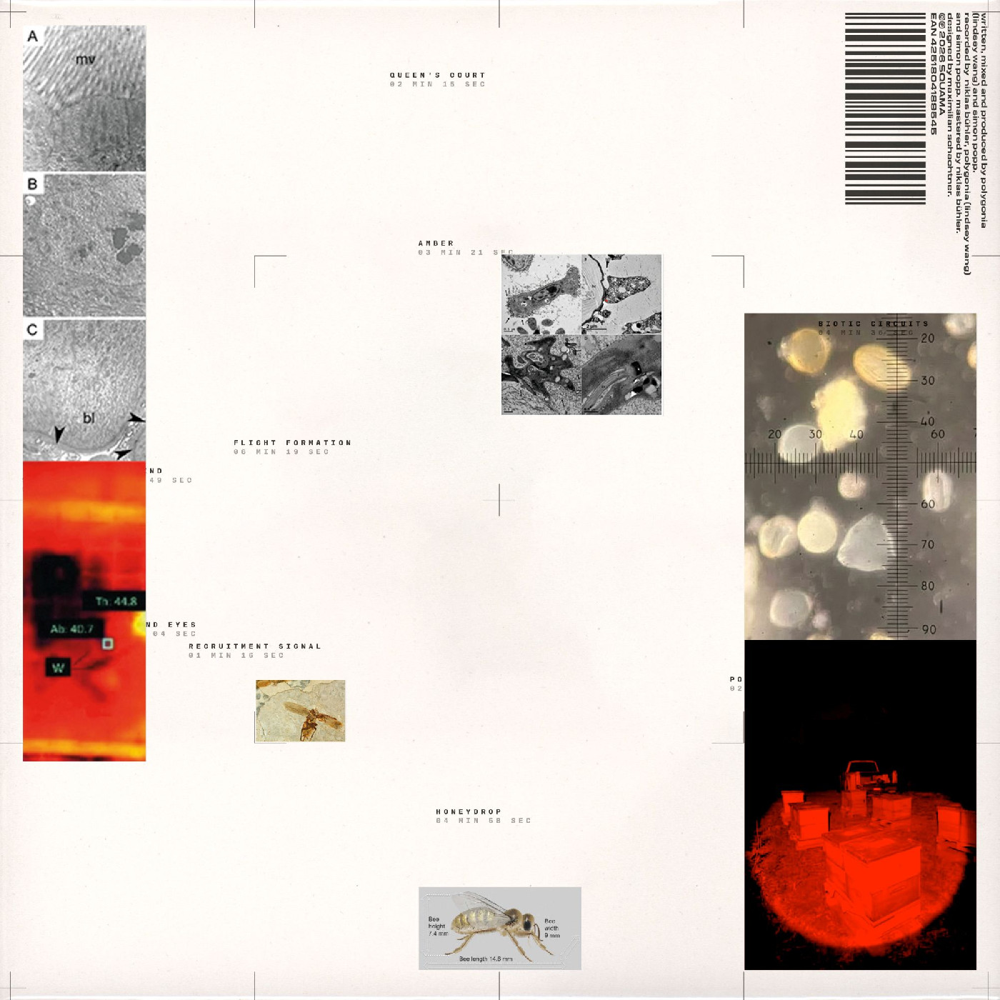 Simon Popp Polygonia Apiformes (LP)